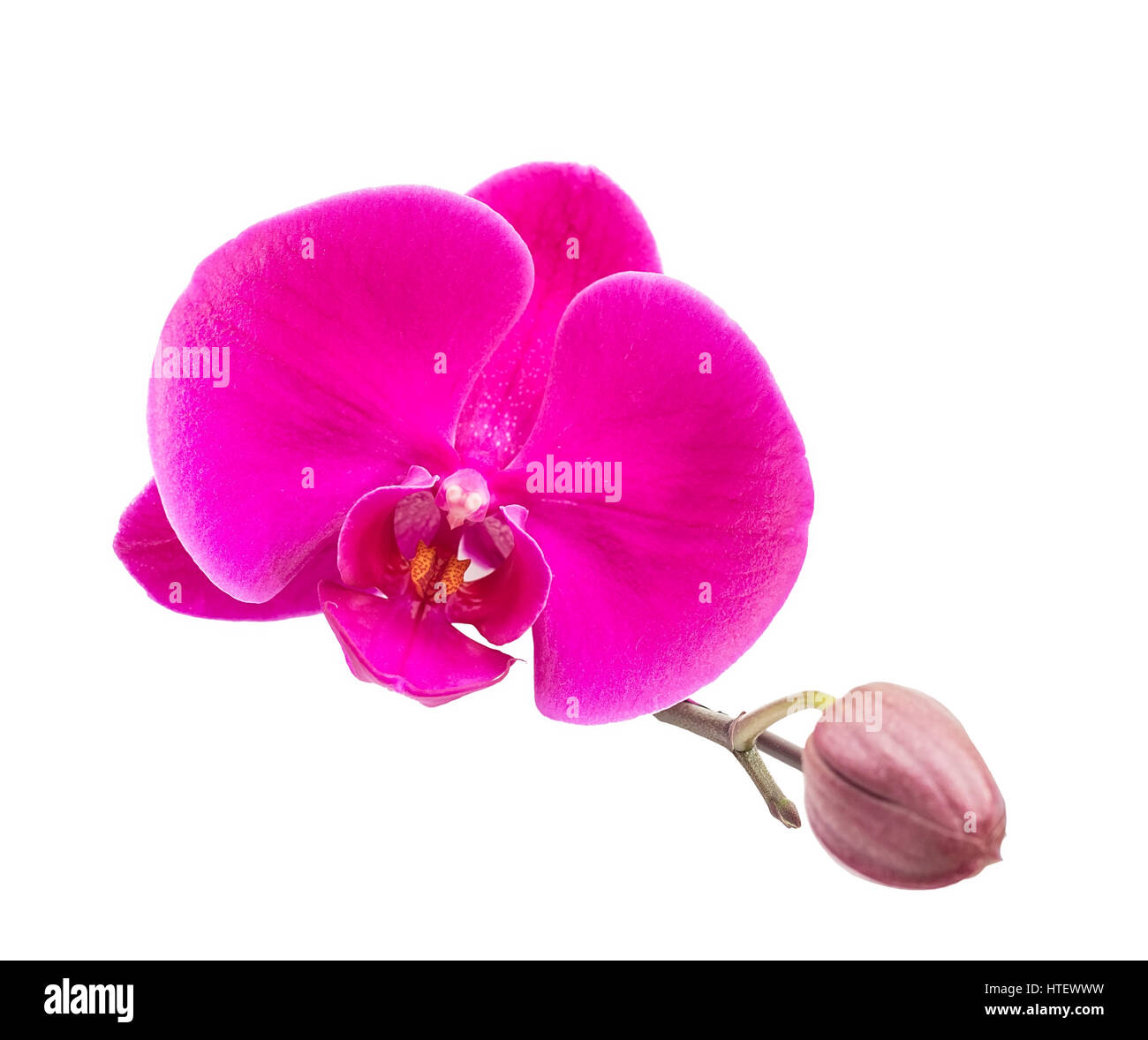 Nahaufnahme von Pink Orchid Stockfoto