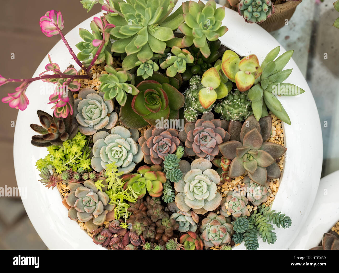 Anordnung der Sukkulenten; Kakteen Sukkulenten in einem Blumenkasten  Stockfotografie - Alamy