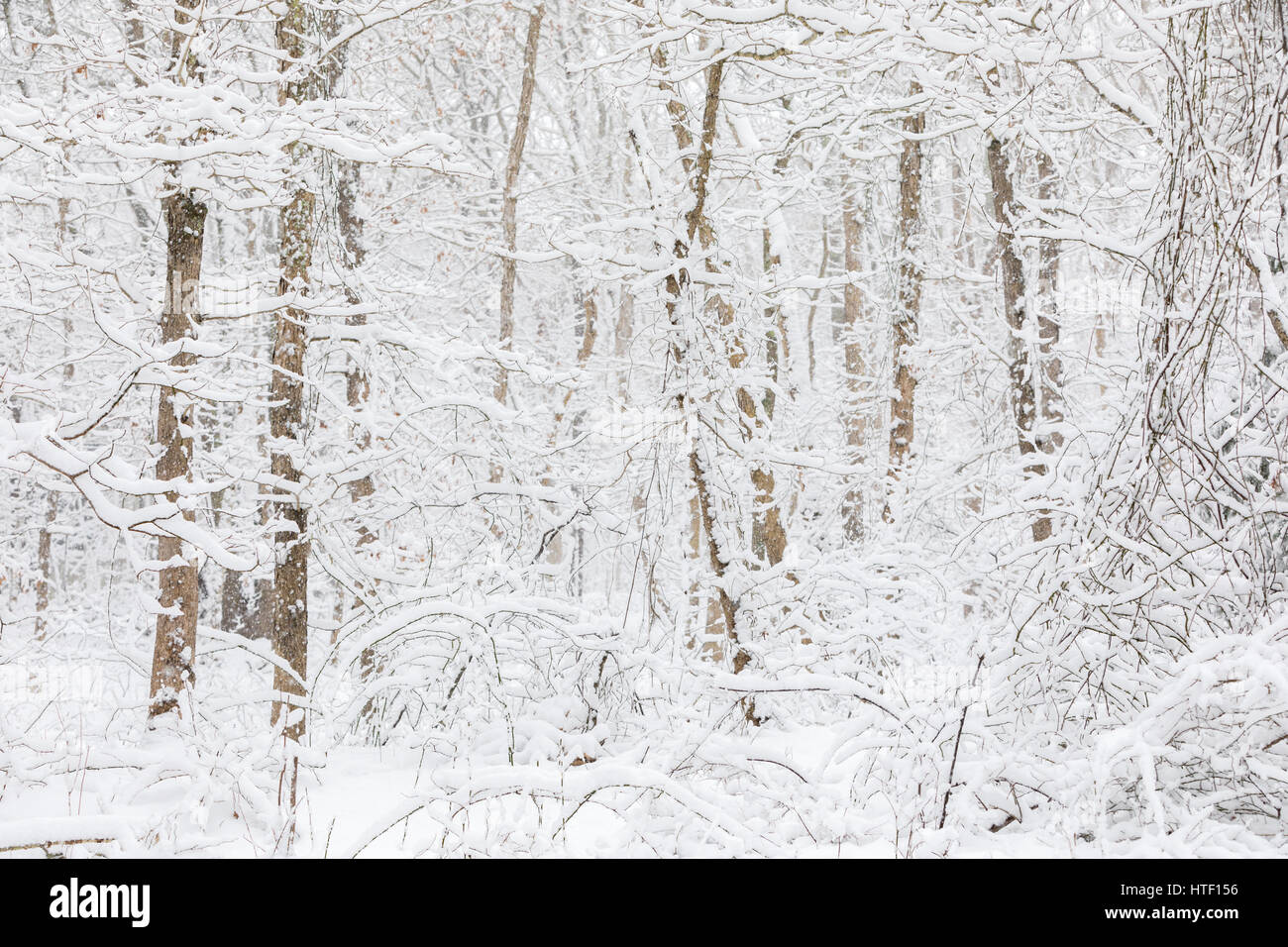 fallenden Neuschnee auf Bäumen, Sträuchern und Pflanzen Stockfoto