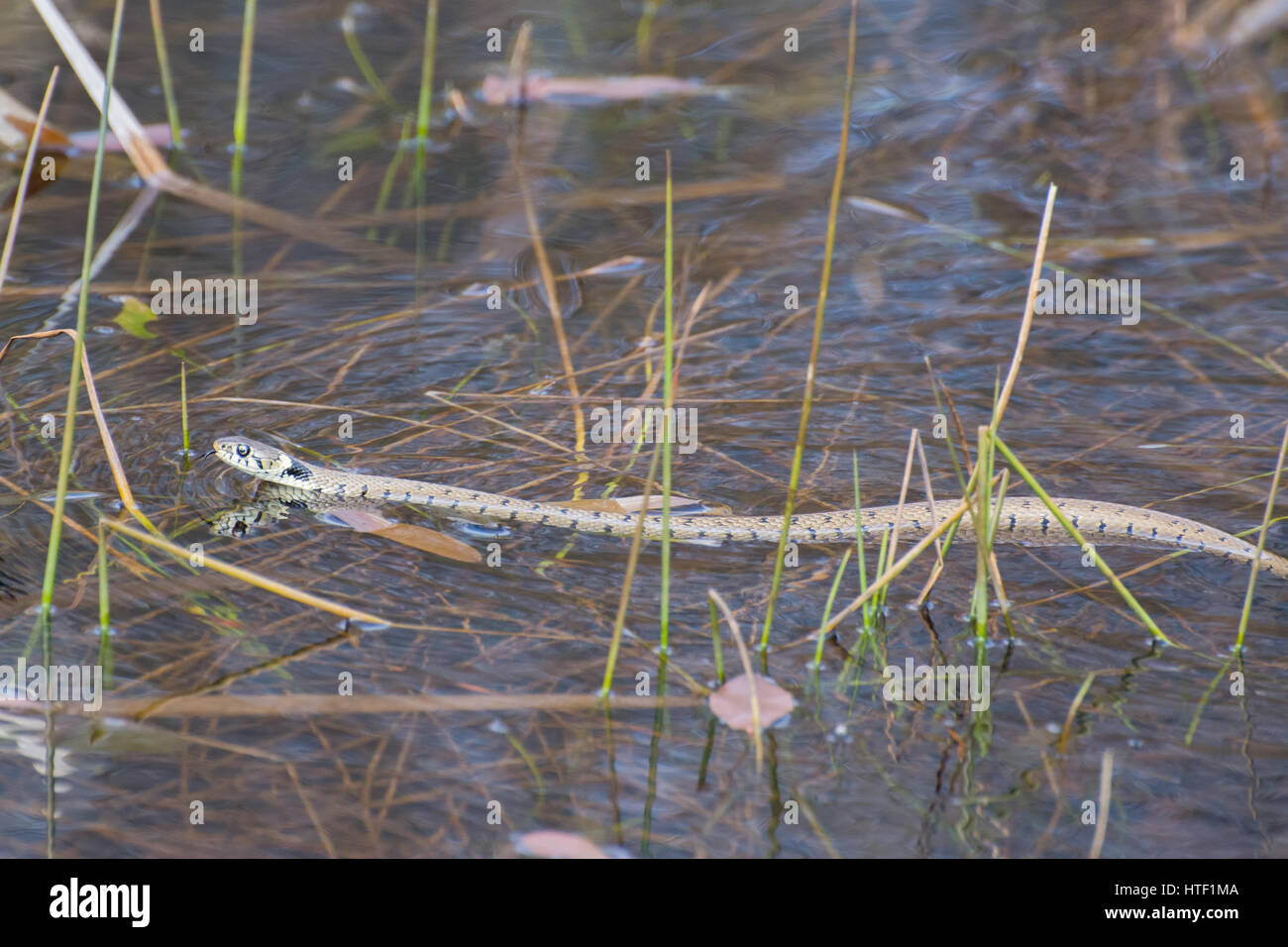 Ringelnatter natrix natrix schwimmend Fotos und Bildmaterial in hoher