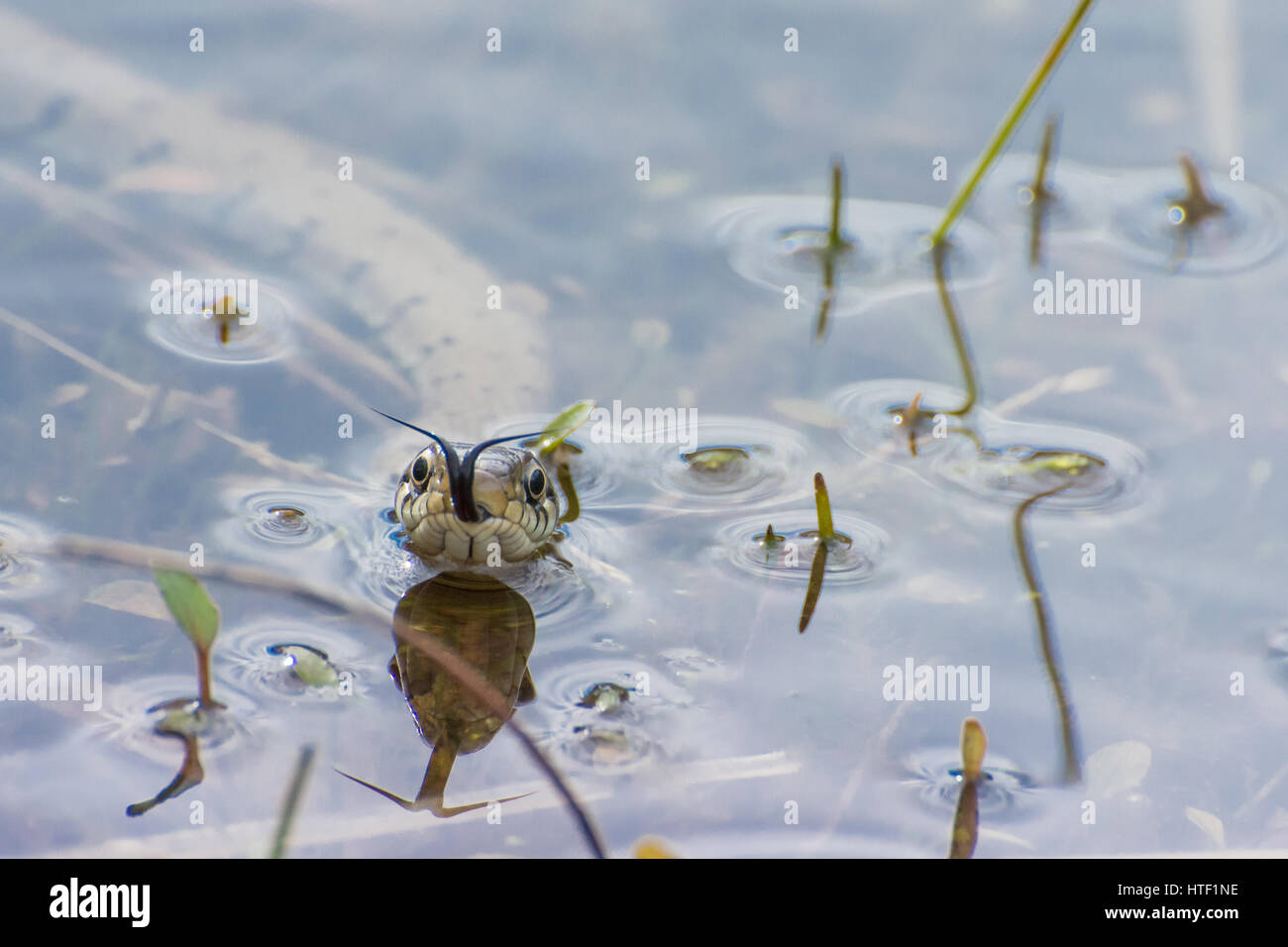 Nahaufnahme einer Grasnatter (Natrix natrix), die in einem Teich schwimmt, Großbritannien - Kopfaufnahme mit Zungenflippen (Chemosensing). Tierischer Humor, Humor. Stockfoto