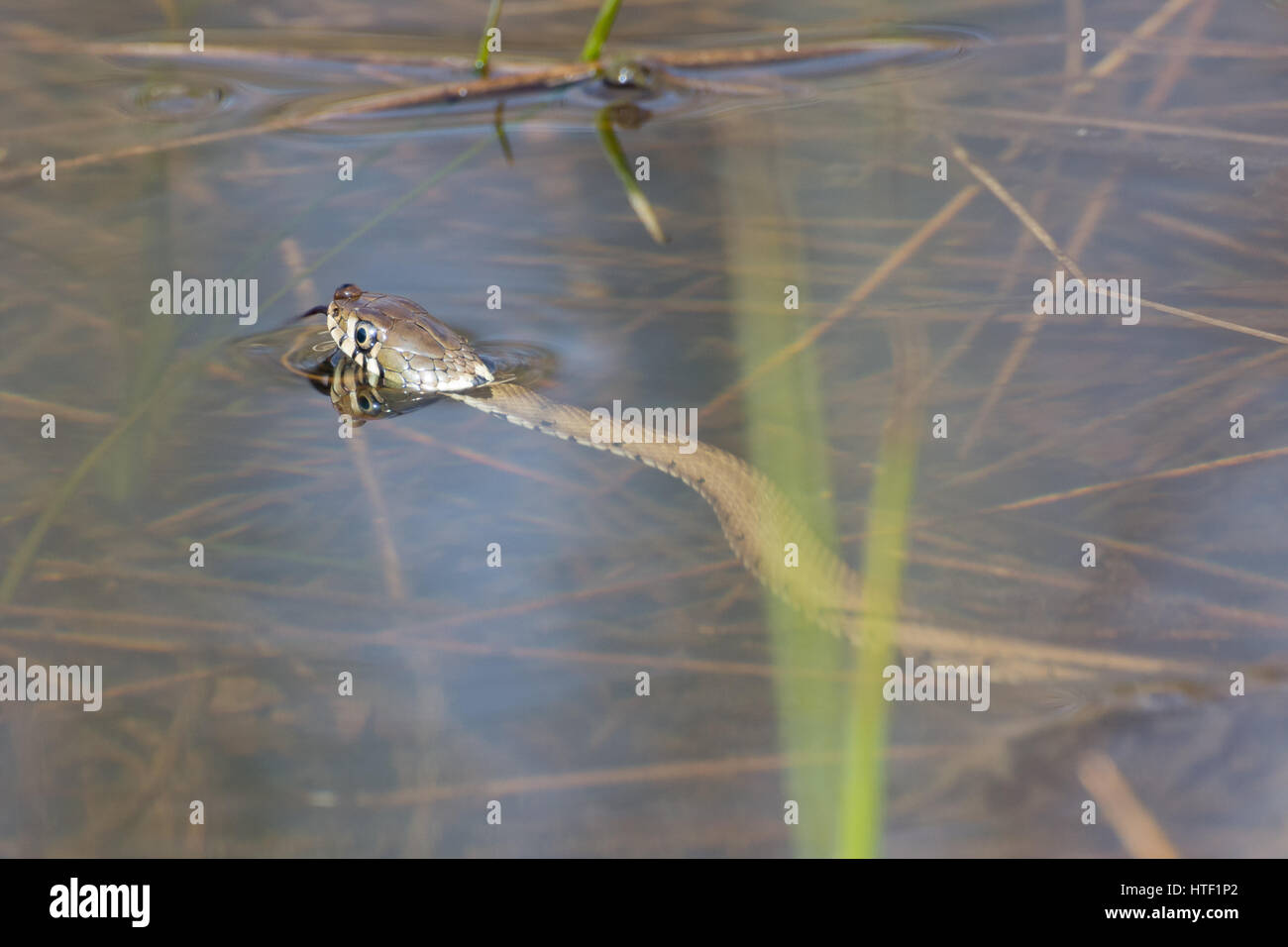 Ringelnatter (Natrix Natrix) Baden im Teich mit flinken Zunge