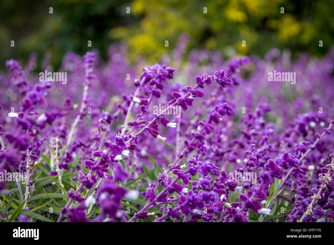 Blaue Salvia lila Blumen Stockfoto