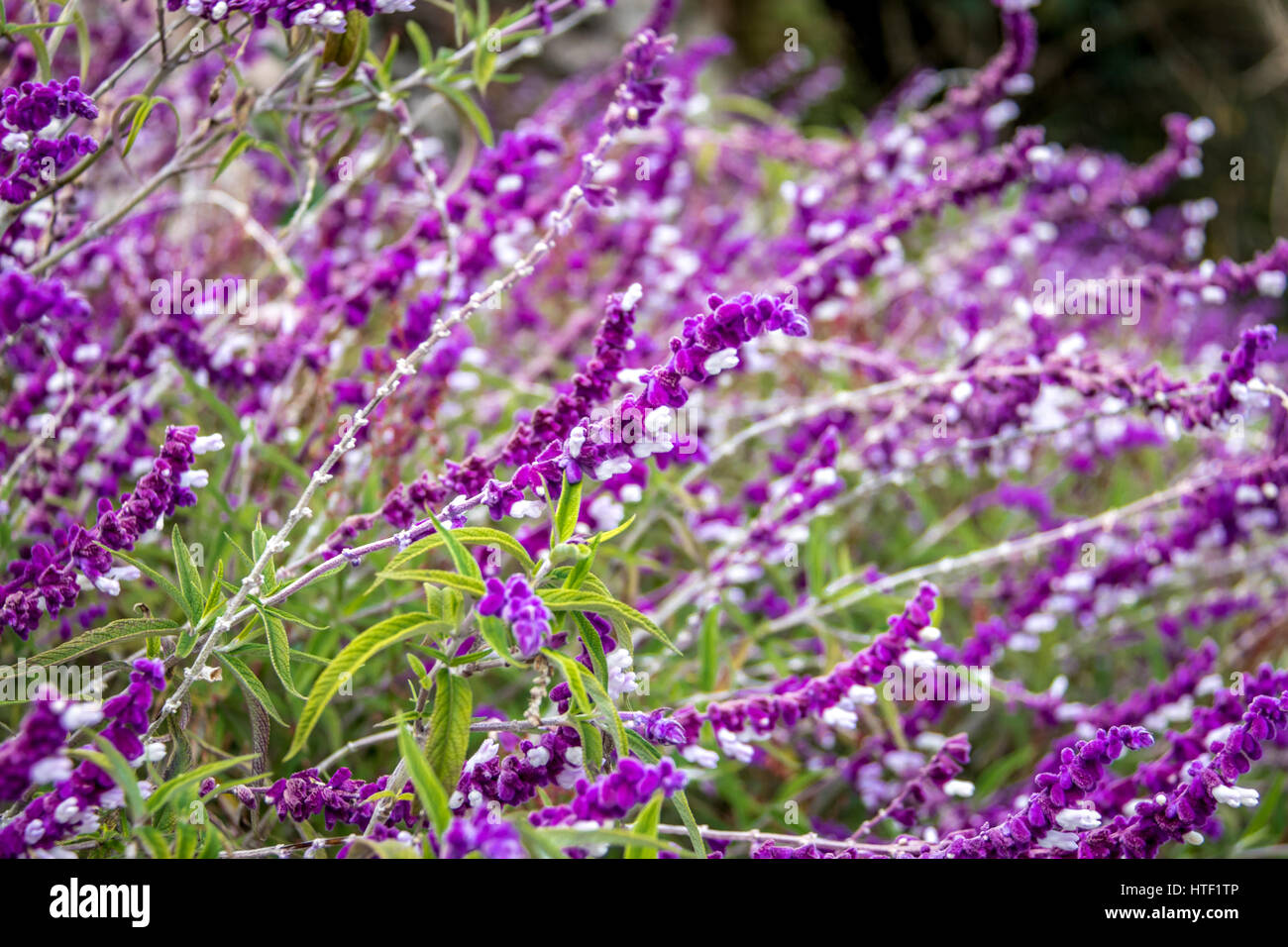 Blaue Salvia lila Blumen Stockfoto