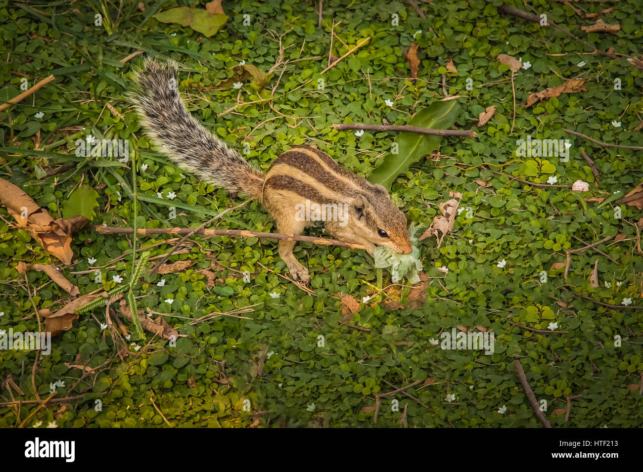 Indischen Palm Eichhörnchen Essen Kunststoff Stockfoto