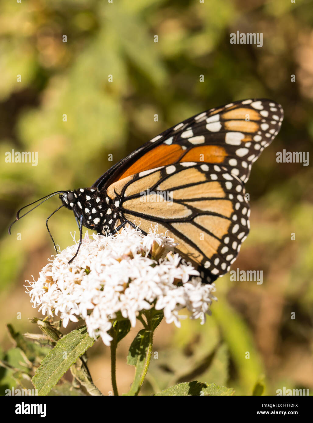 Monarchfalter sammeln Nektar auf weißen Wolfsmilch Blume Stockfoto