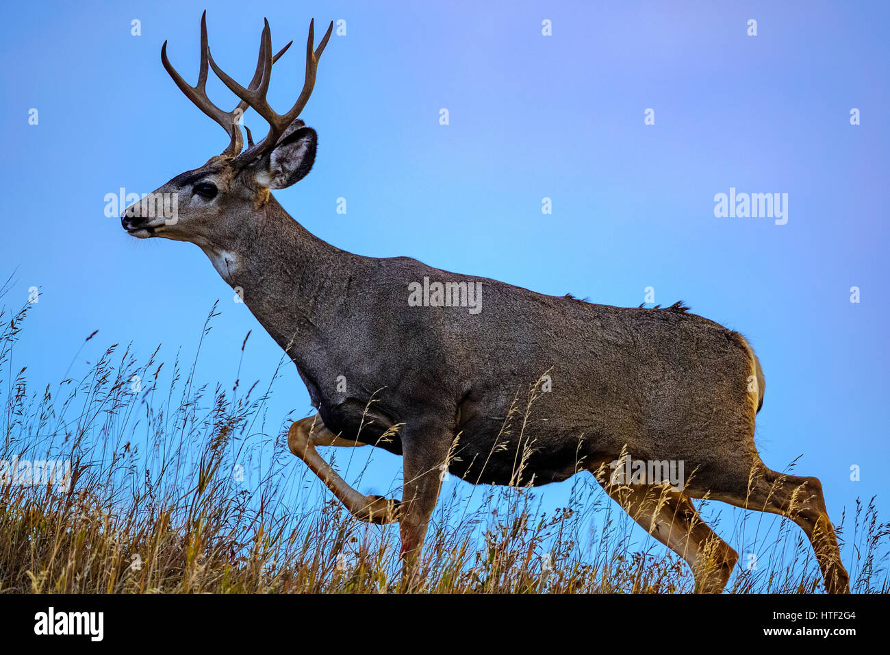 Black Tail Deer Buck, Alberta, Kanada Stockfoto