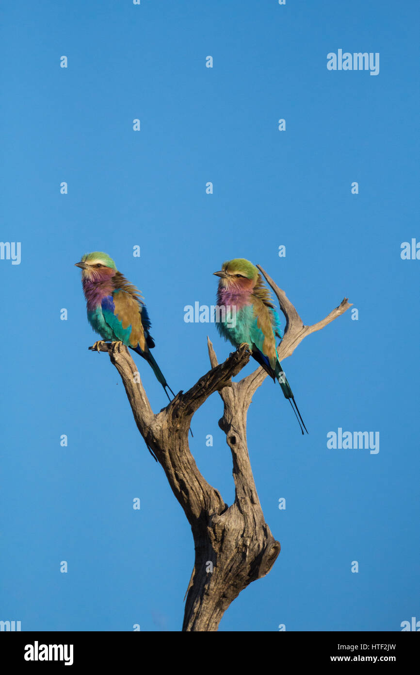 Lilac Breasted Walzenpaar, Coracias Caudatus gehockt Baum Zweig isoliert mit blauem Himmelshintergrund Stockfoto