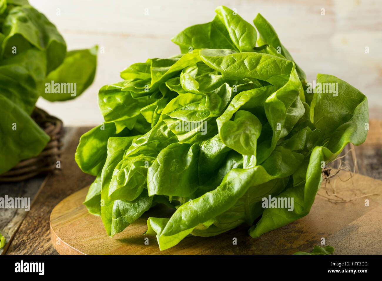 Rohe grüne Bio Boston Butter Kopfsalat Ready to Chop Stockfoto