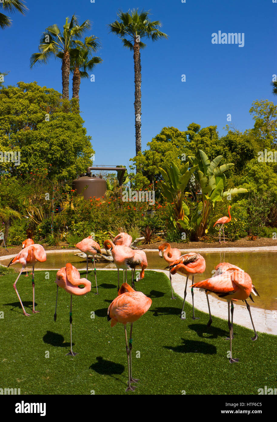 Schöne orange Flamingo Vogel, California. Stockfoto