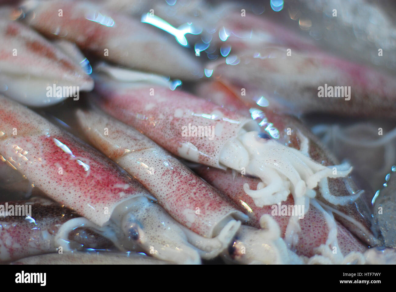 Frische Tintenfische in Fischmarkt Stockfoto