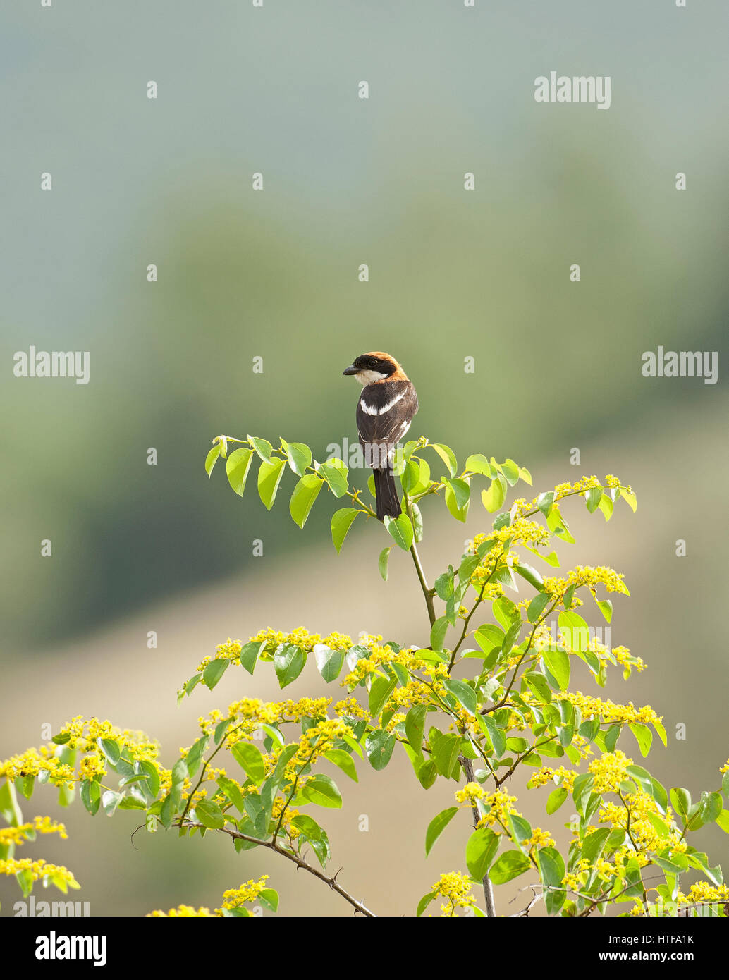 Maskierte Shrike Lanius Senator thront auch bekannt als Metzger-Vogel Stockfoto