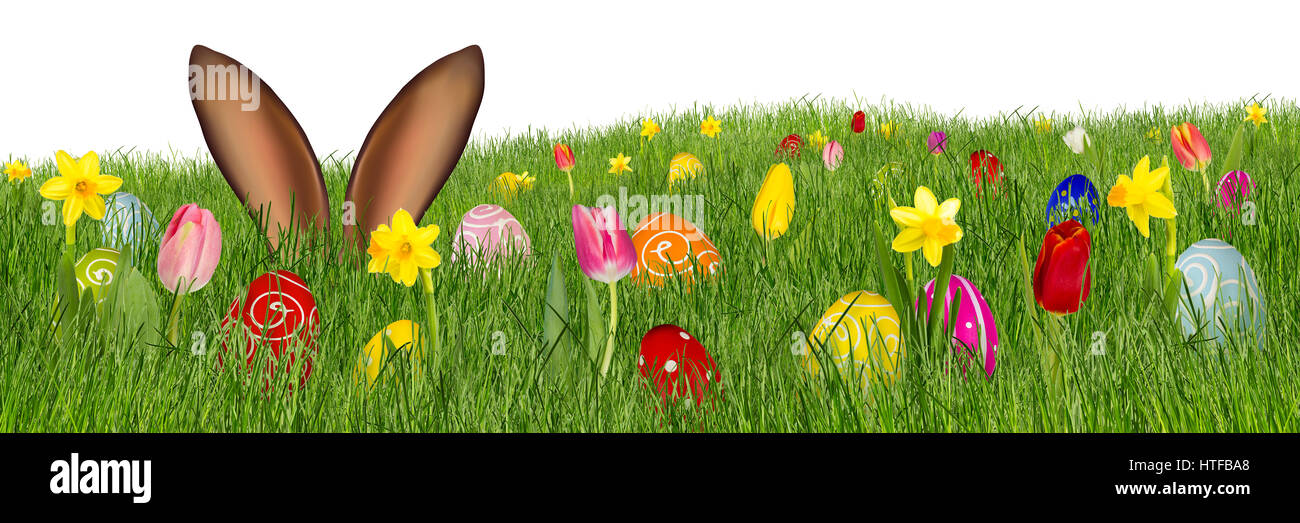 Easter Bunny Ohren hinter Wiese mit bunt geschmückten bemalten Eiern Tulpen Narzissen auf weißen Panorama Hintergrund isoliert Stockfoto