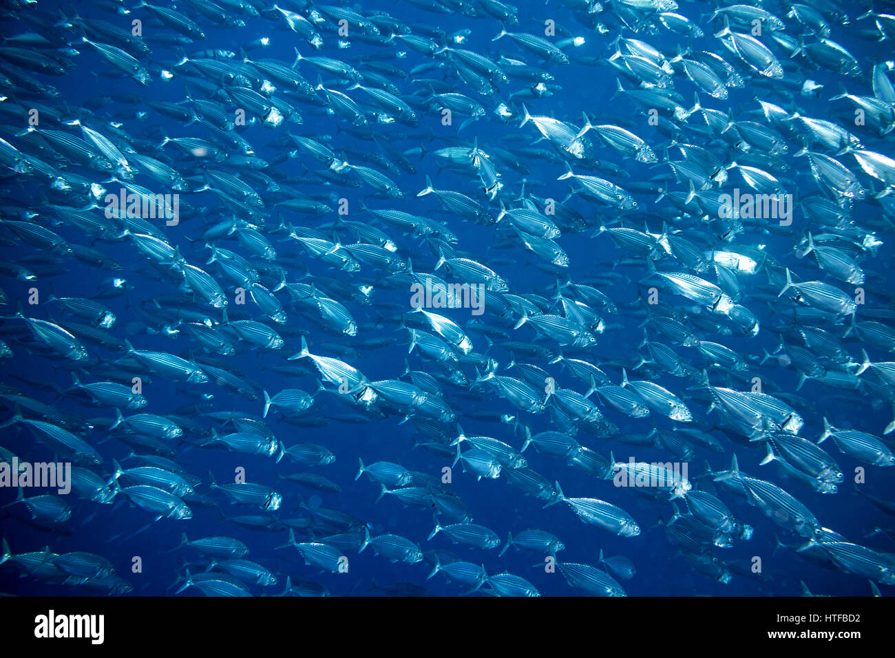 große Schule der Makrele Fisch Unterwasser Hintergrund Stockfoto