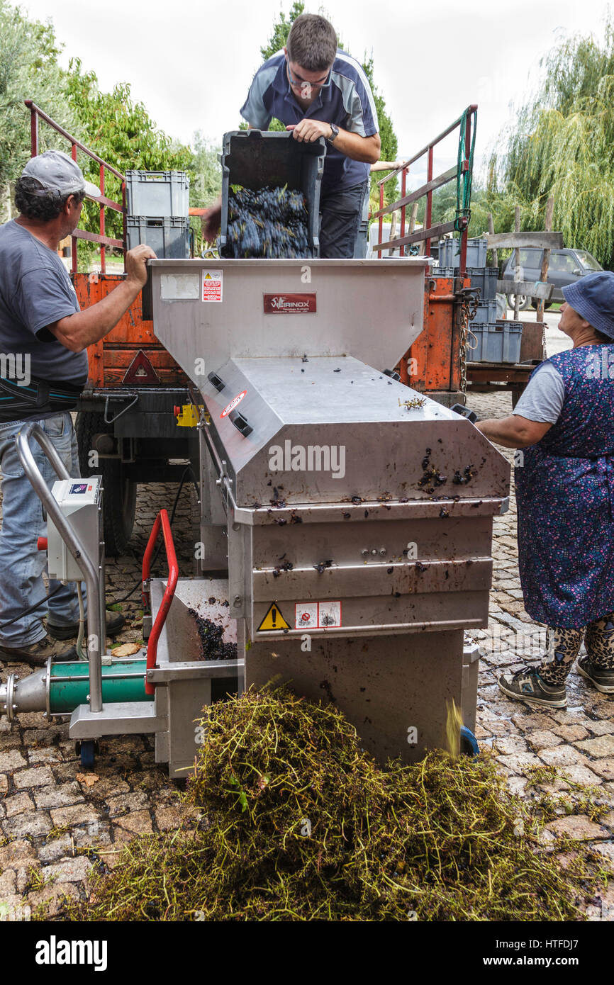 Arbeiter setzen die Trauben durch eine Maschine, den Saft von der Rebe zu trennen. Arbeiten bei der Meer Campo Adega - Weinlese - Serra Da Estrela Stockfoto