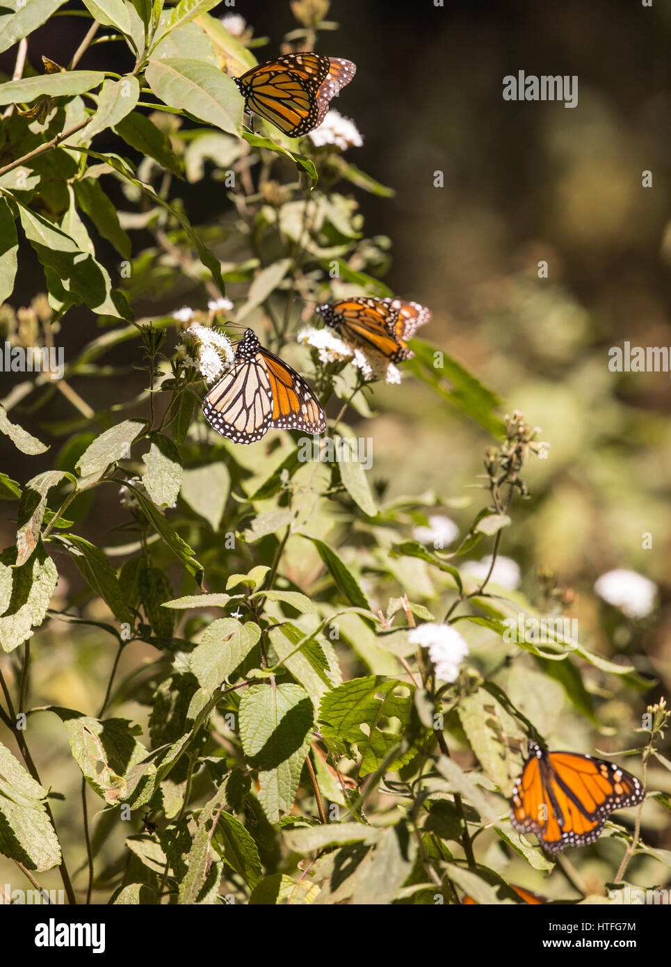 Gruppe der Monarchfalter sammeln Nektar von Blumen Wolfsmilch Stockfoto