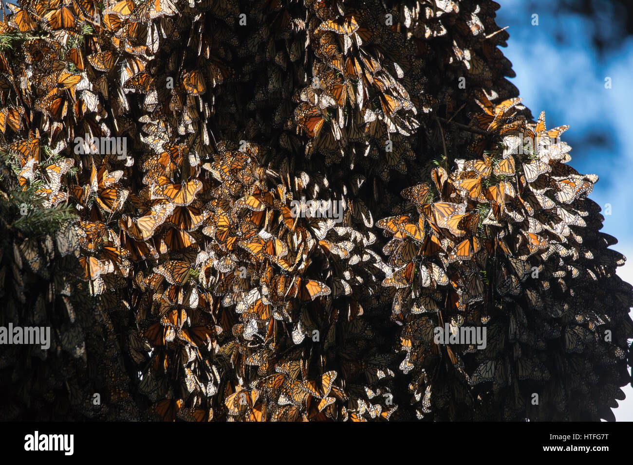 Hunderte der Monarchfalter Danaus Plexippus, versammelt in Mexiko Stockfoto