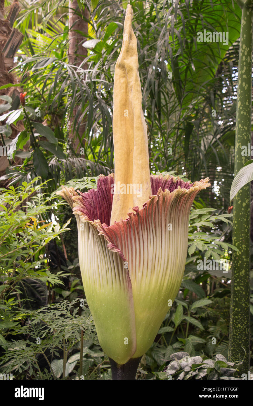 Leiche Blume, Amorpohphallus Titanum, der weltweit größte Blume, im Gewächshaus Stockfoto