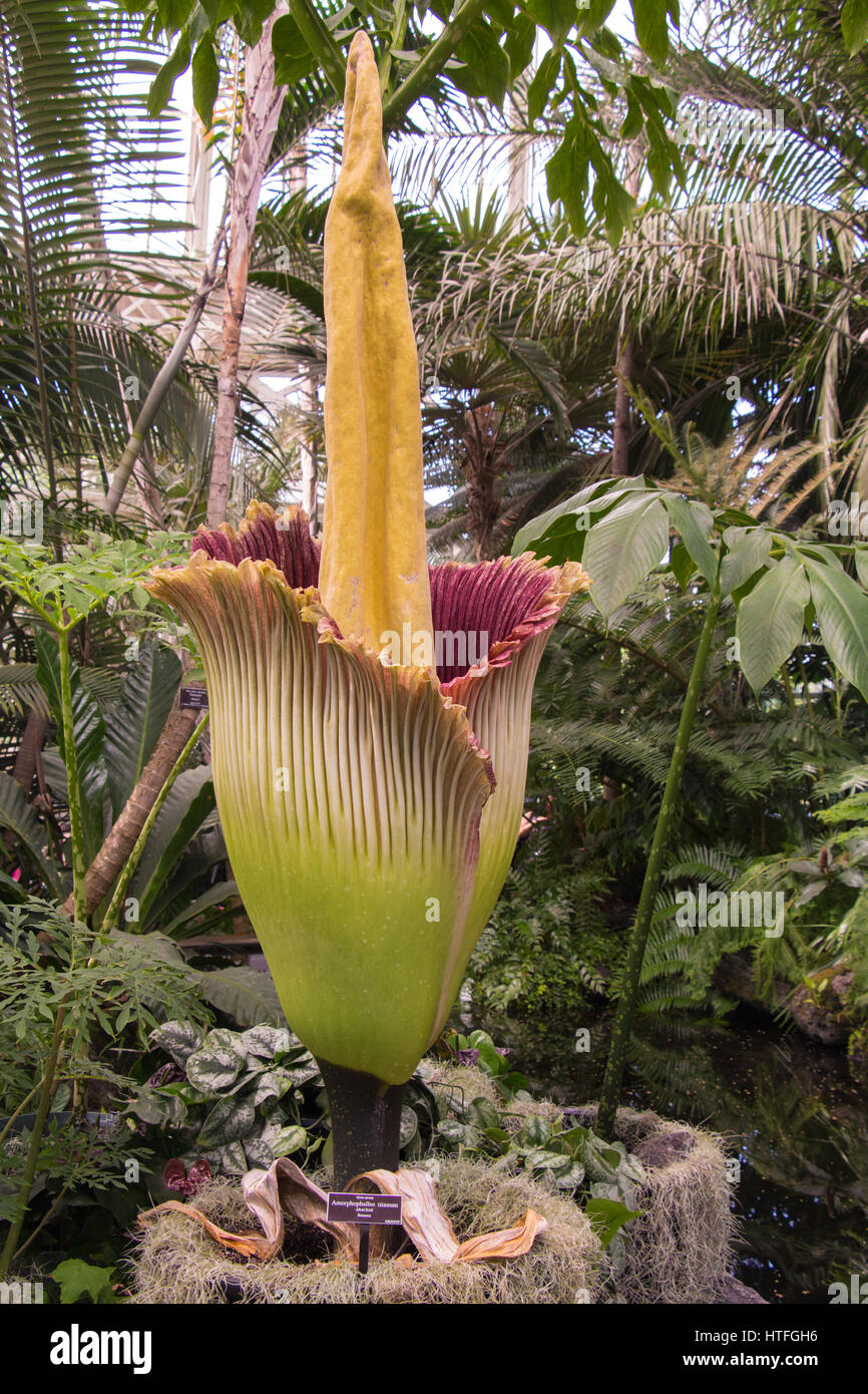 Leiche Blume, Amorpohphallus Titanum, der weltweit größte Blume, im Gewächshaus Stockfoto