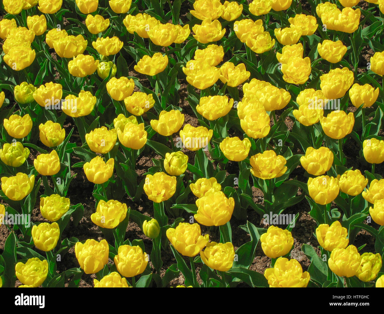 Bereich der gelbe Tulpen in voller Blüte Stockfoto