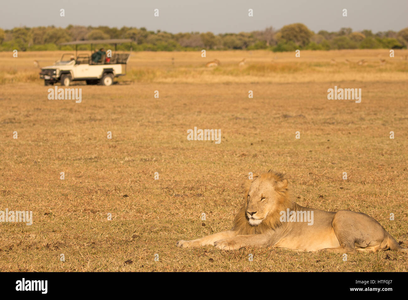 Junge männliche Löwen in afrikanischen Landschaft mit Safari enfernt Stockfoto