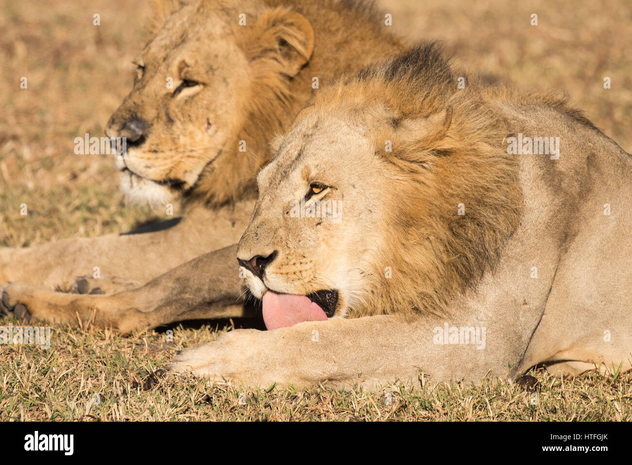 Jungen Erwachsenen männlichen Löwen seine Pfote lecken Stockfoto