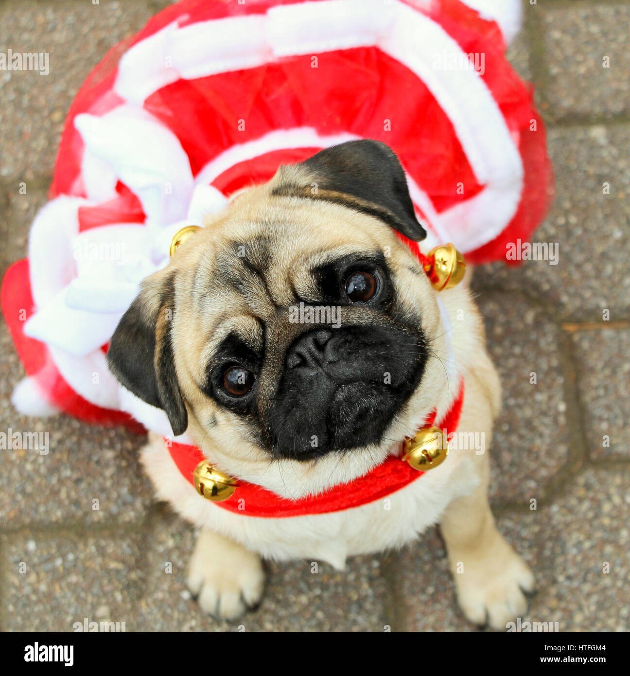 Süße Mops Welpen in rote und weiße Weihnachten Kleid Stockfoto