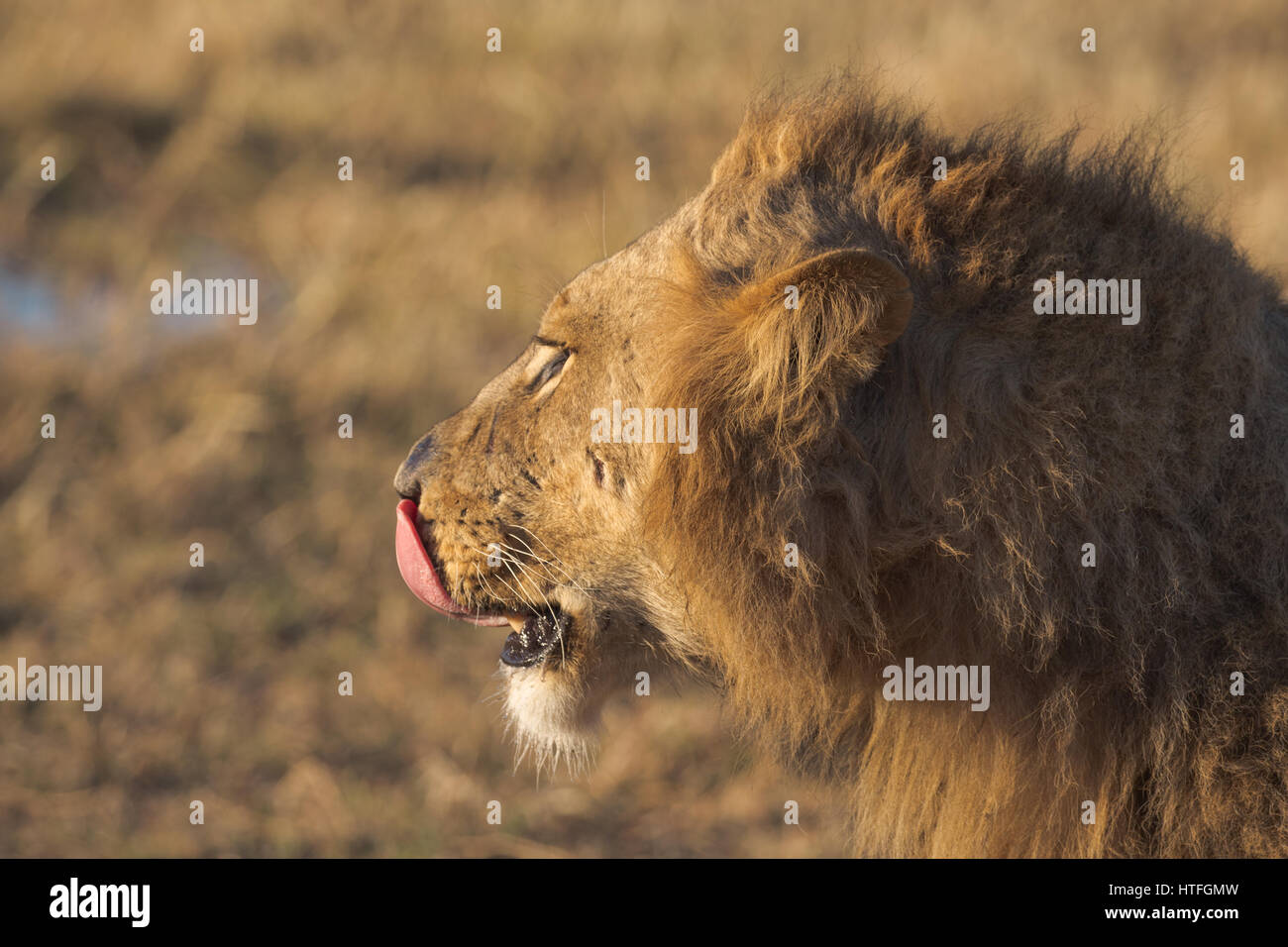 Profil von Lion Nase lecken Stockfoto