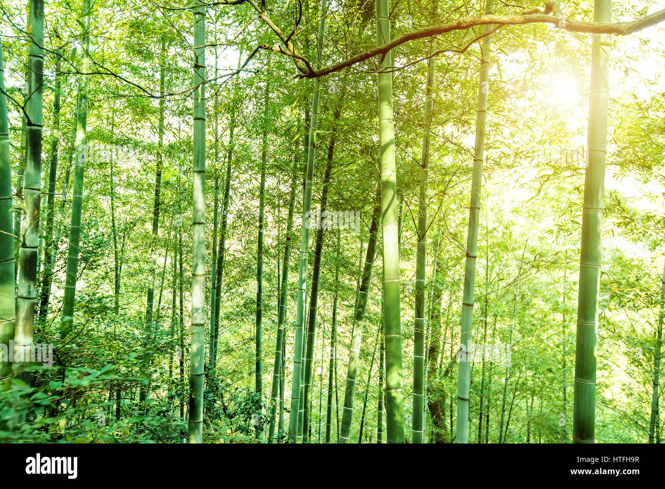 Dichten Bambuswald, ländliche Landschaft. Stockfoto