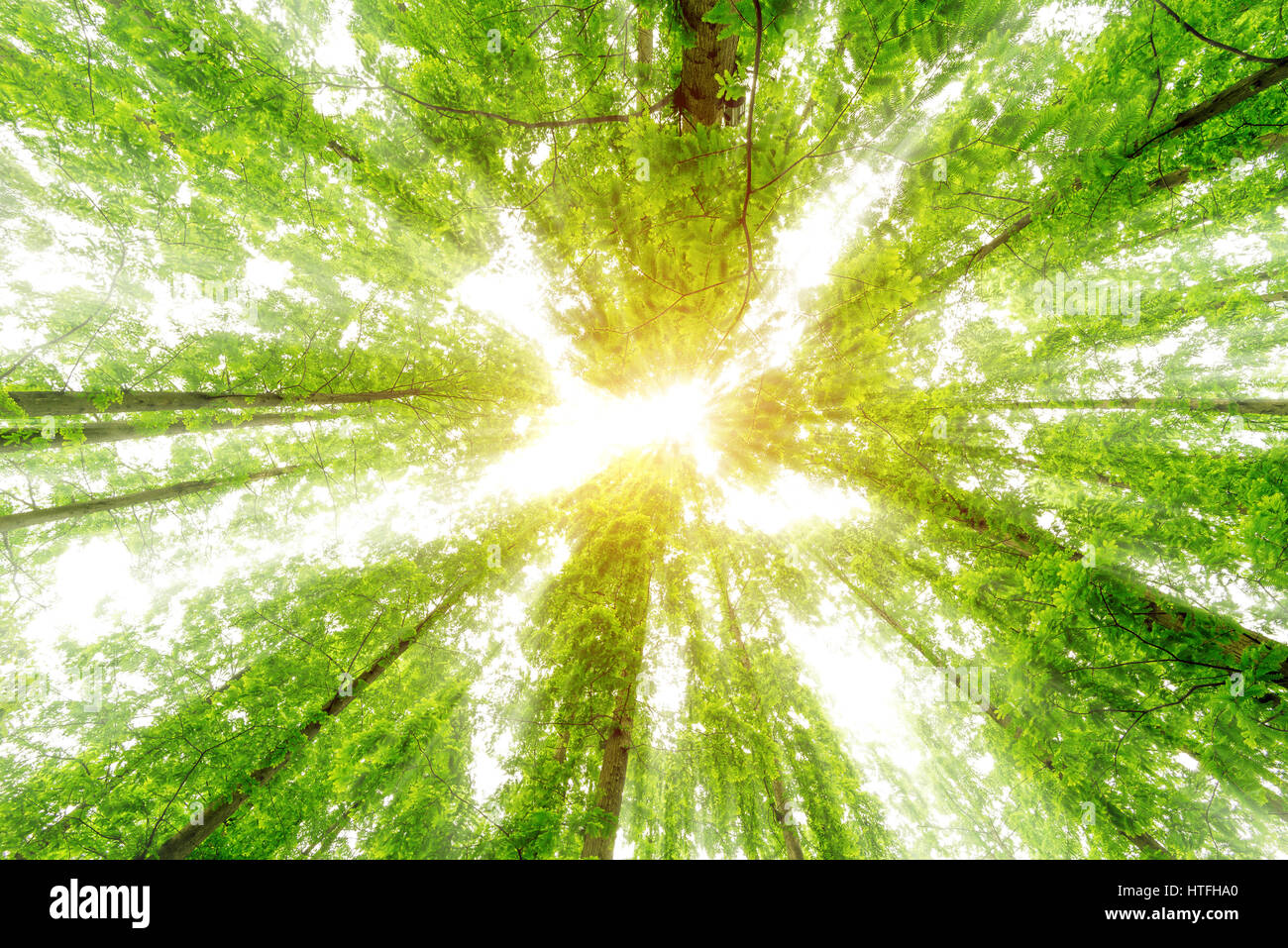 Der Eukalyptus viele hoch in den Himmel. Fotos in Höhe klar undeutlich hell und sonnig Stockfoto