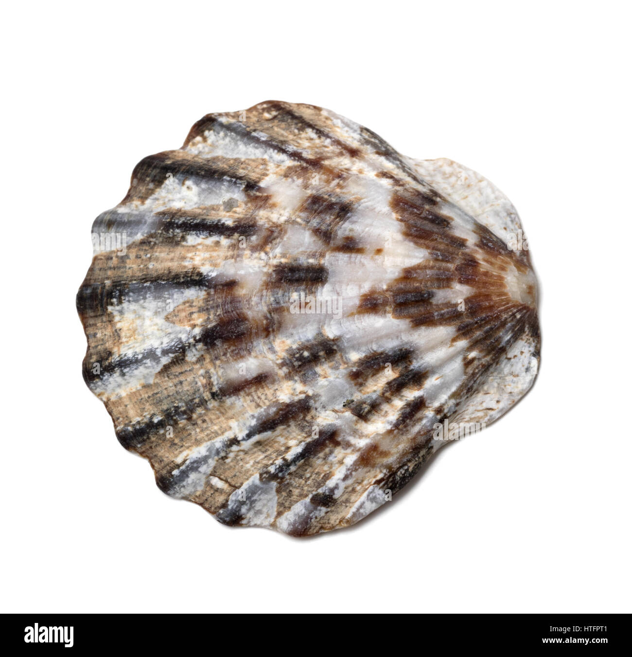 Seashell isoliert auf weißem Hintergrund. Detailansicht. Stockfoto