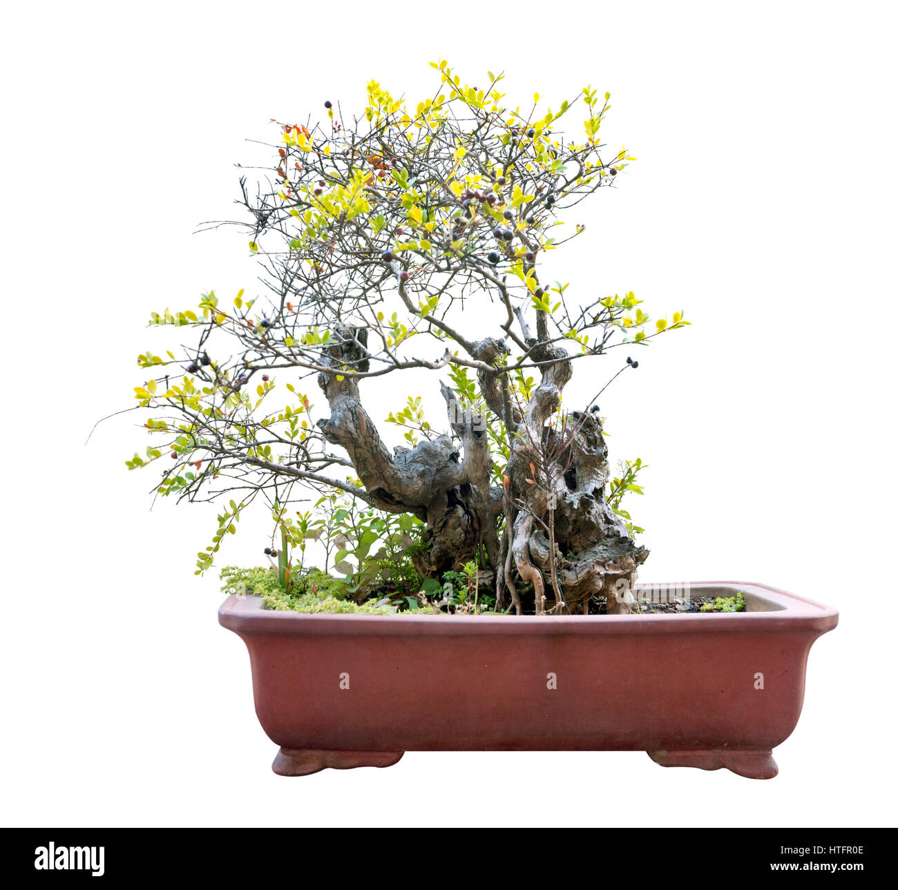 Kleine Bonsai-Baum in einem Keramiktopf. Stockfoto