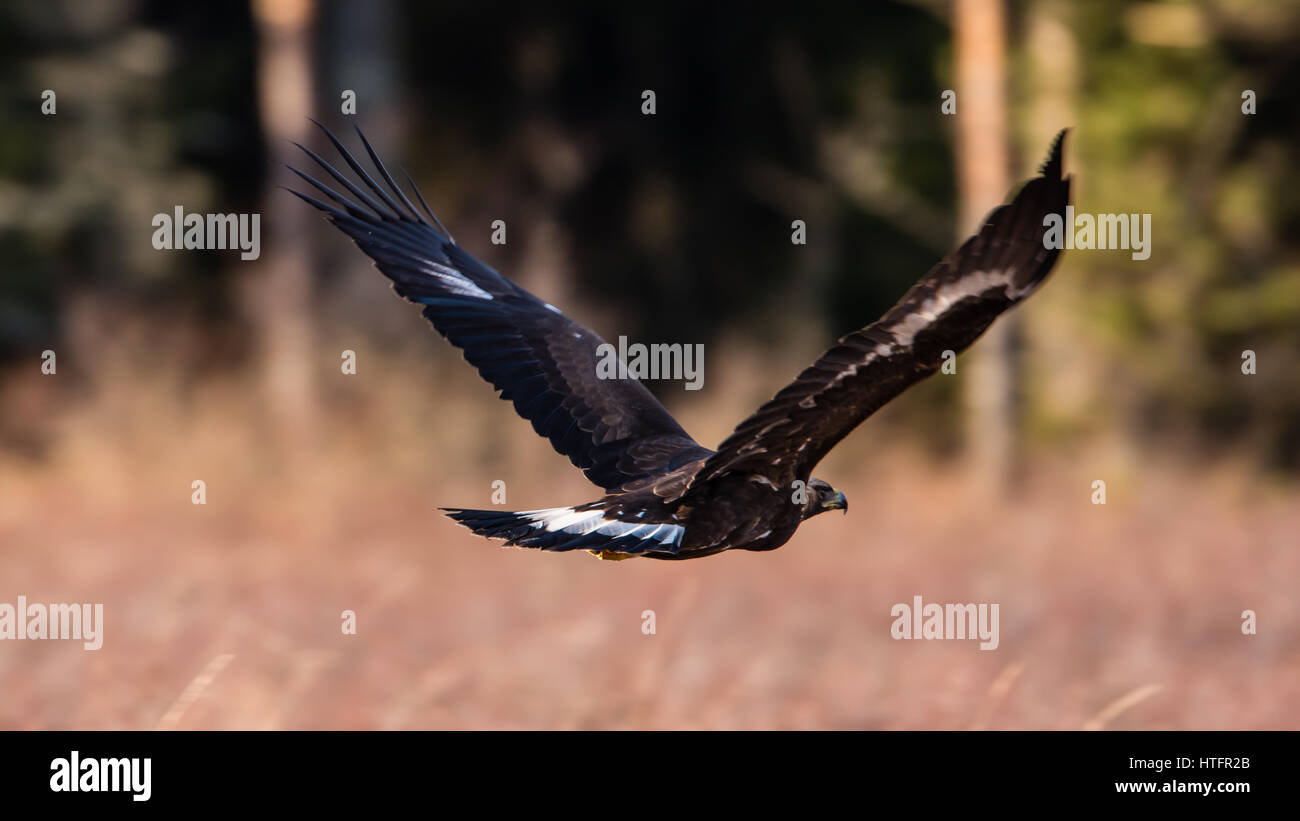 Golden Eagle weg fliegen mit einem defokussierten Hintergrund Stockfoto