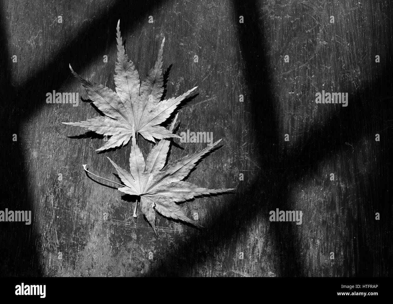Paar von Maple leaf, Symbol der Liebe, getrocknete Blätter zusammen auf hölzernen Hintergrund Stockfoto