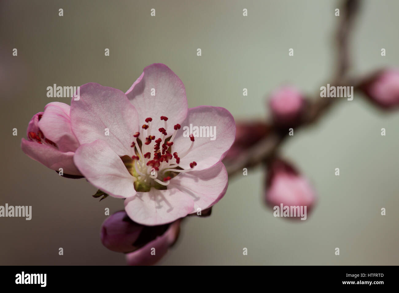 Pflanzen, Pflanze, Blume, Blumen, Pfirsichblumen, Pfirsichblüten, Aprikose, Aprikose Blume, Aprikose Blumen, Frühlingsblumen, Frühlingsblumen Stockfoto