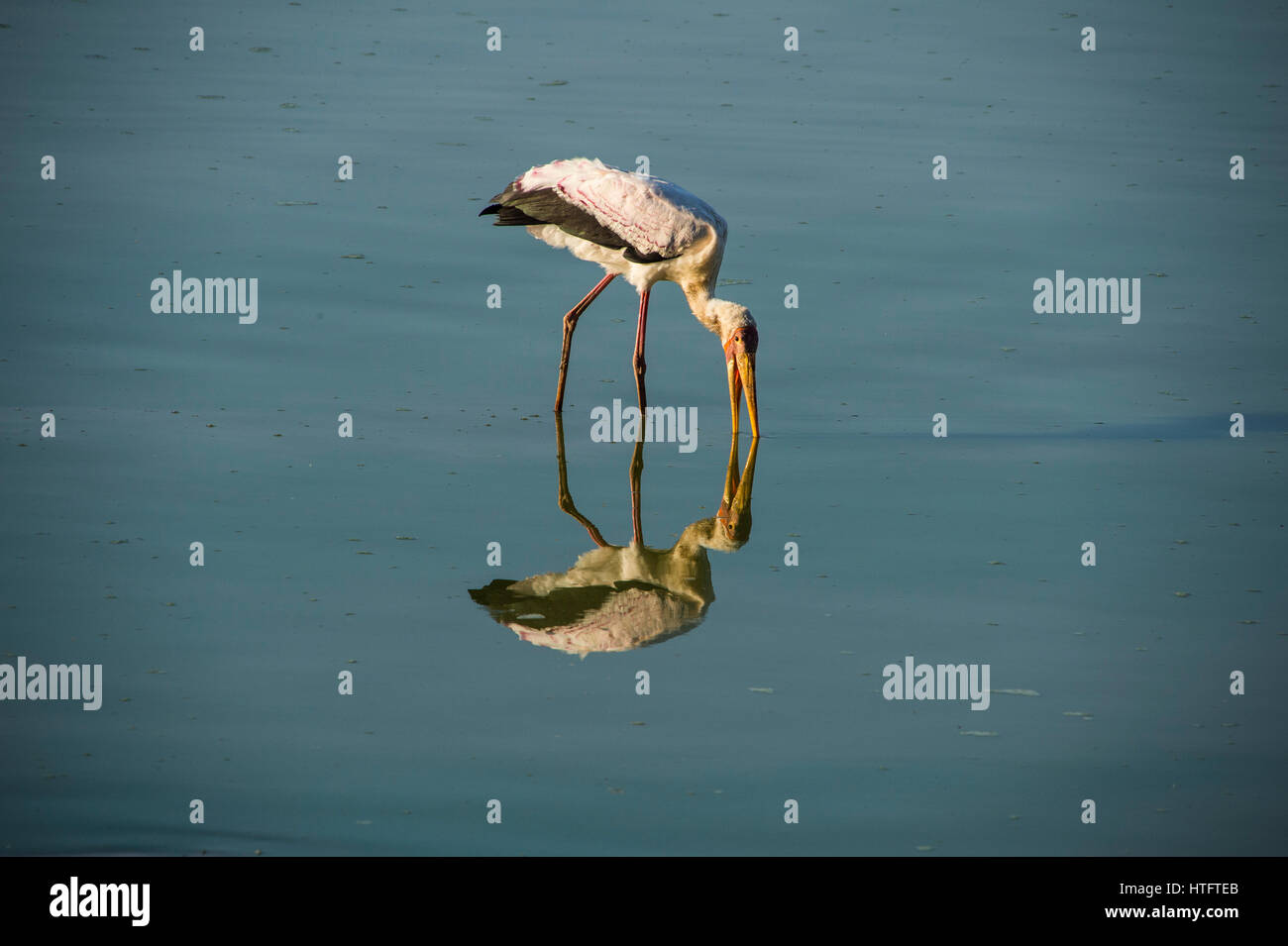 Gelb-billed Storch (Mycteria Ibis) Schlüpflinge am Wasser, South Luangwa Nationalpark, Sambia, Afrika Stockfoto