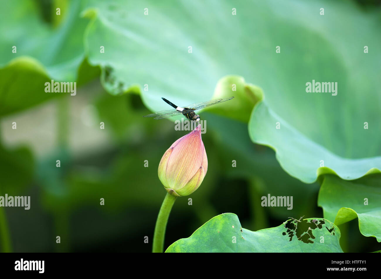 Libelle auf der Lotusblume Stockfoto