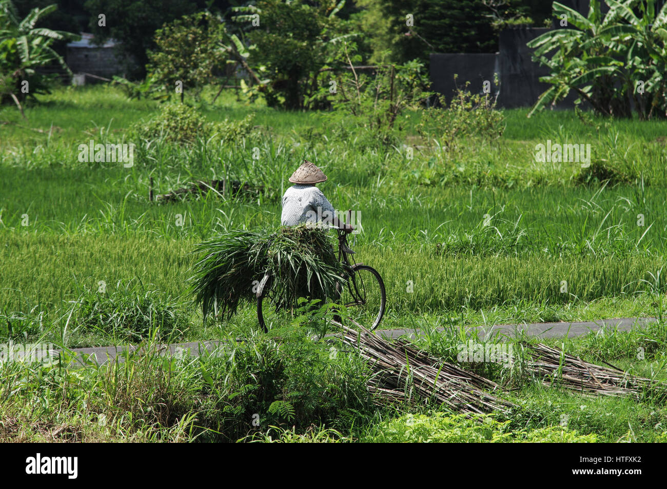 Bauern, die mit dem Fahrrad durch Reis Felder - Yogyakarta, Java, Indonesien Stockfoto