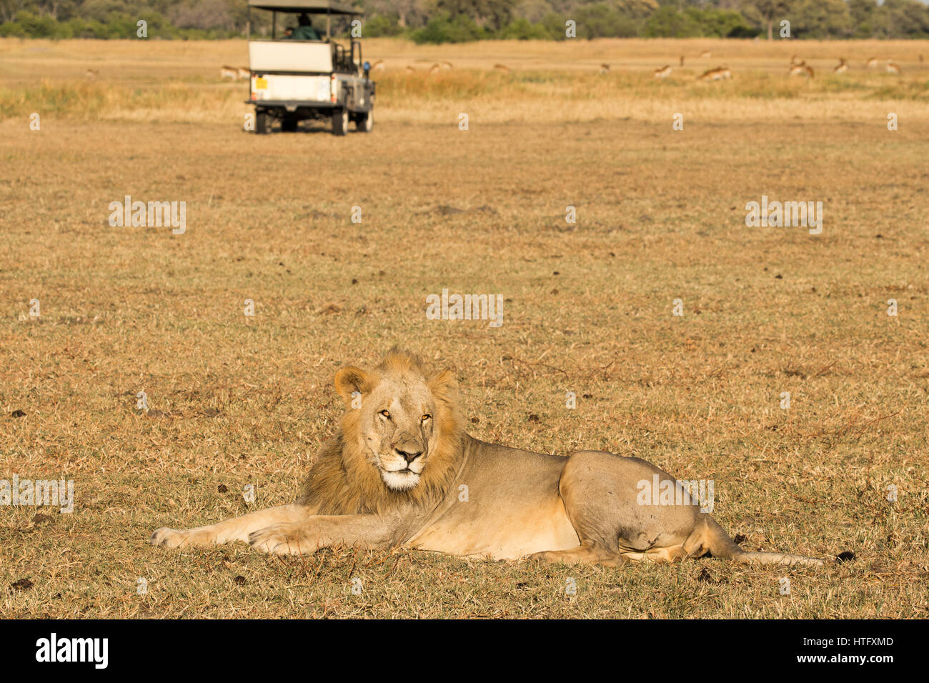 Junge männliche Löwen in afrikanischen Landschaft mit Safari enfernt Stockfoto