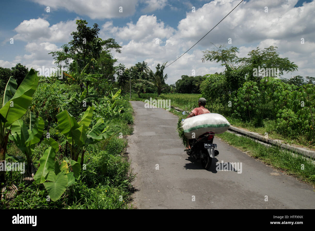 Javanischen Mann den Transport von Pflanzen auf seinem Motorrad in Zentraljava, Indonesien Stockfoto