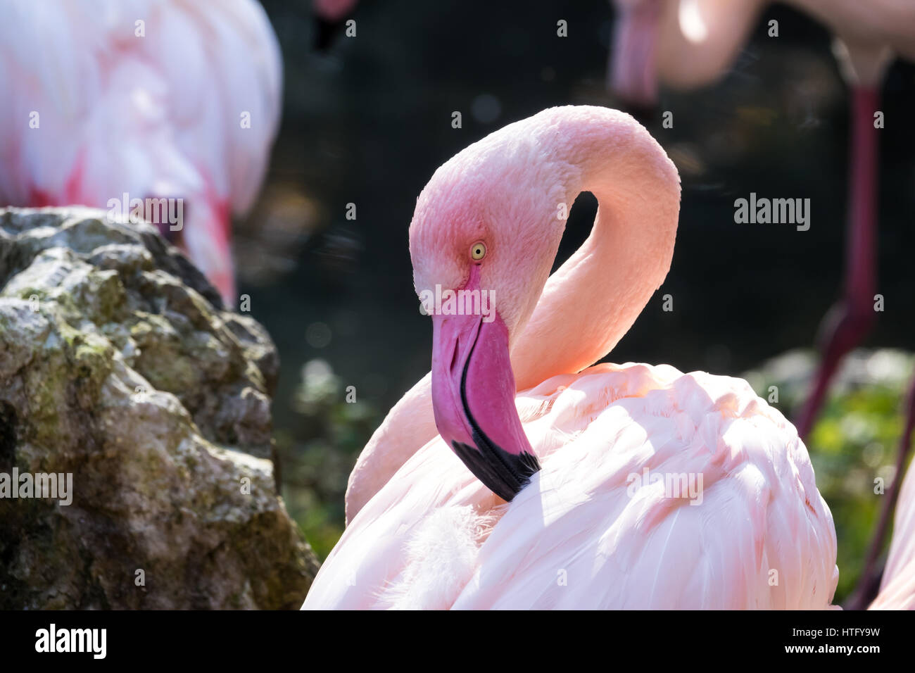 Größere Flamingo Nahaufnahme (Phoenicopterus Roseus) Stockfoto