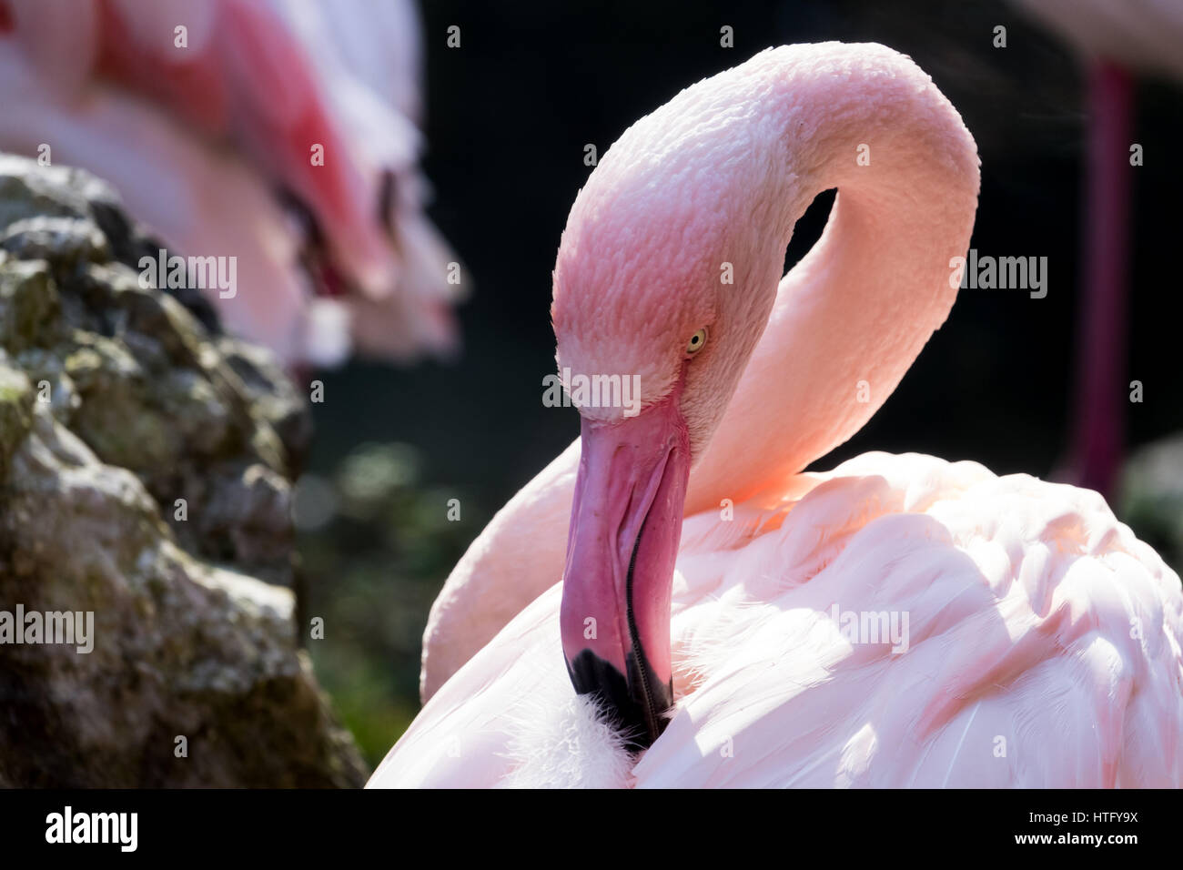 Flamingo closeup Stockfoto
