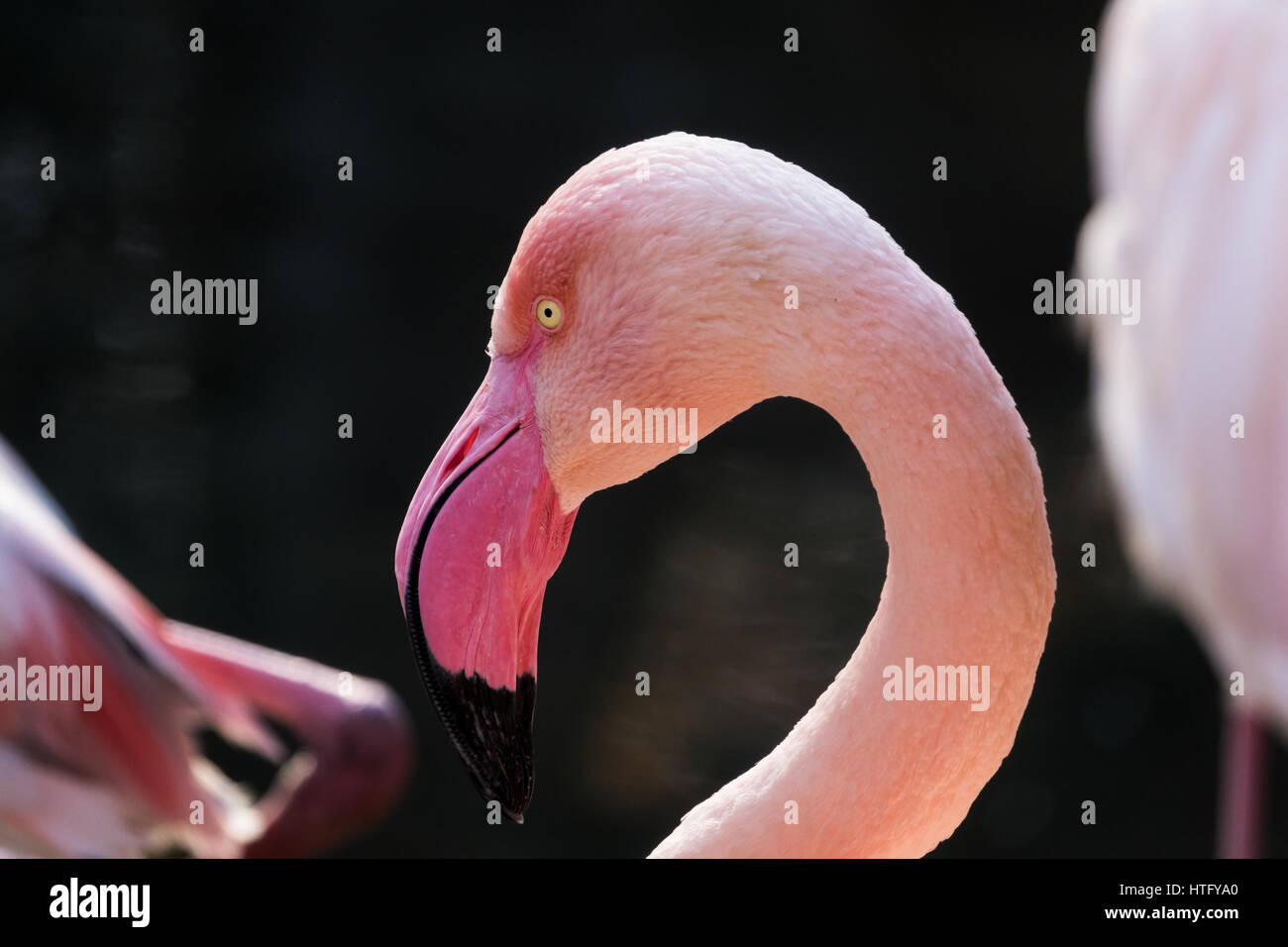Flamingo Kopf Closeup (Phoenicopterus Roseus) Stockfoto