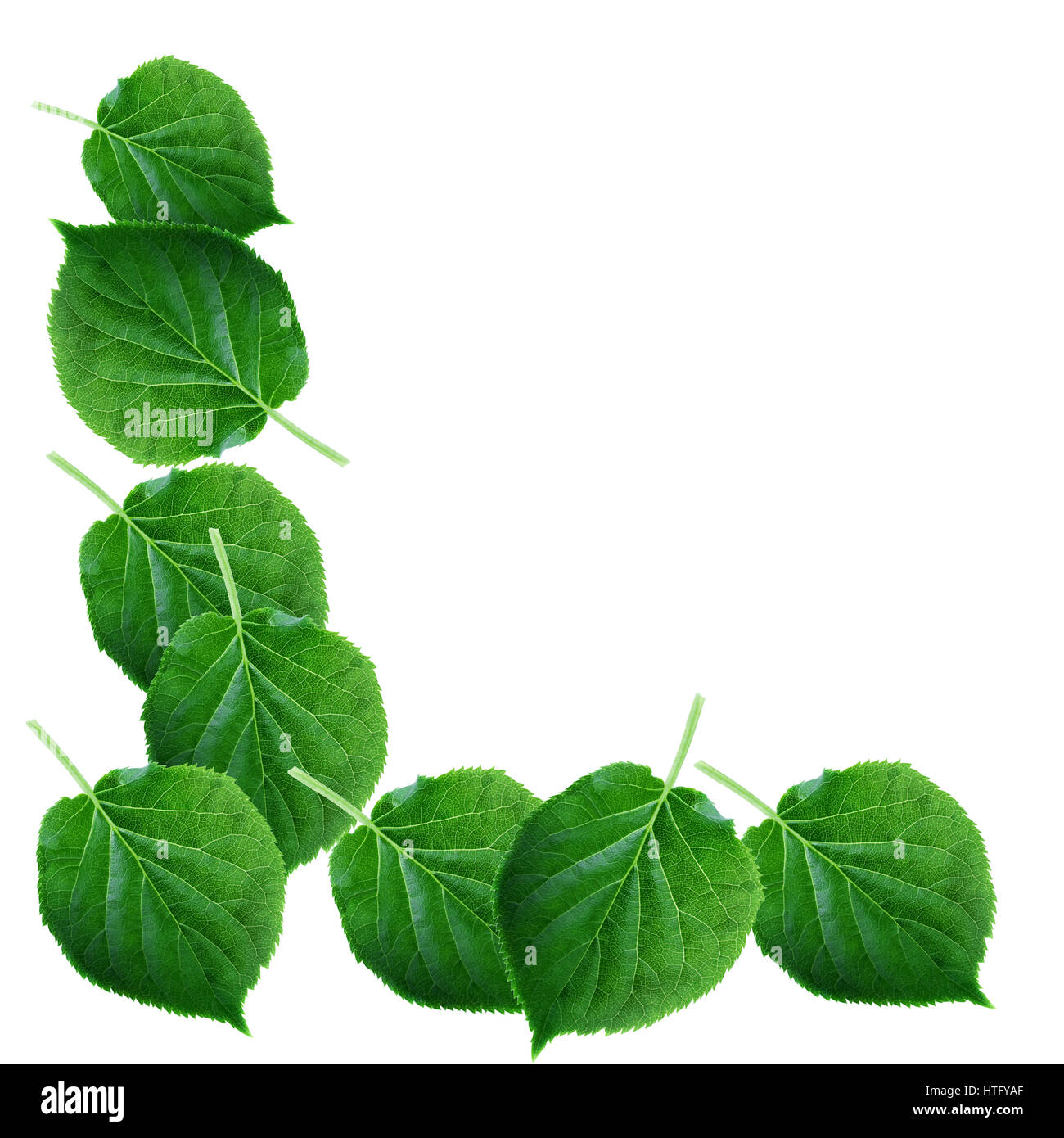 Grüne Blätter auf weißen linken Anordnung. Frühling, die frischen Blätter Hintergrund Rahmen Stockfoto