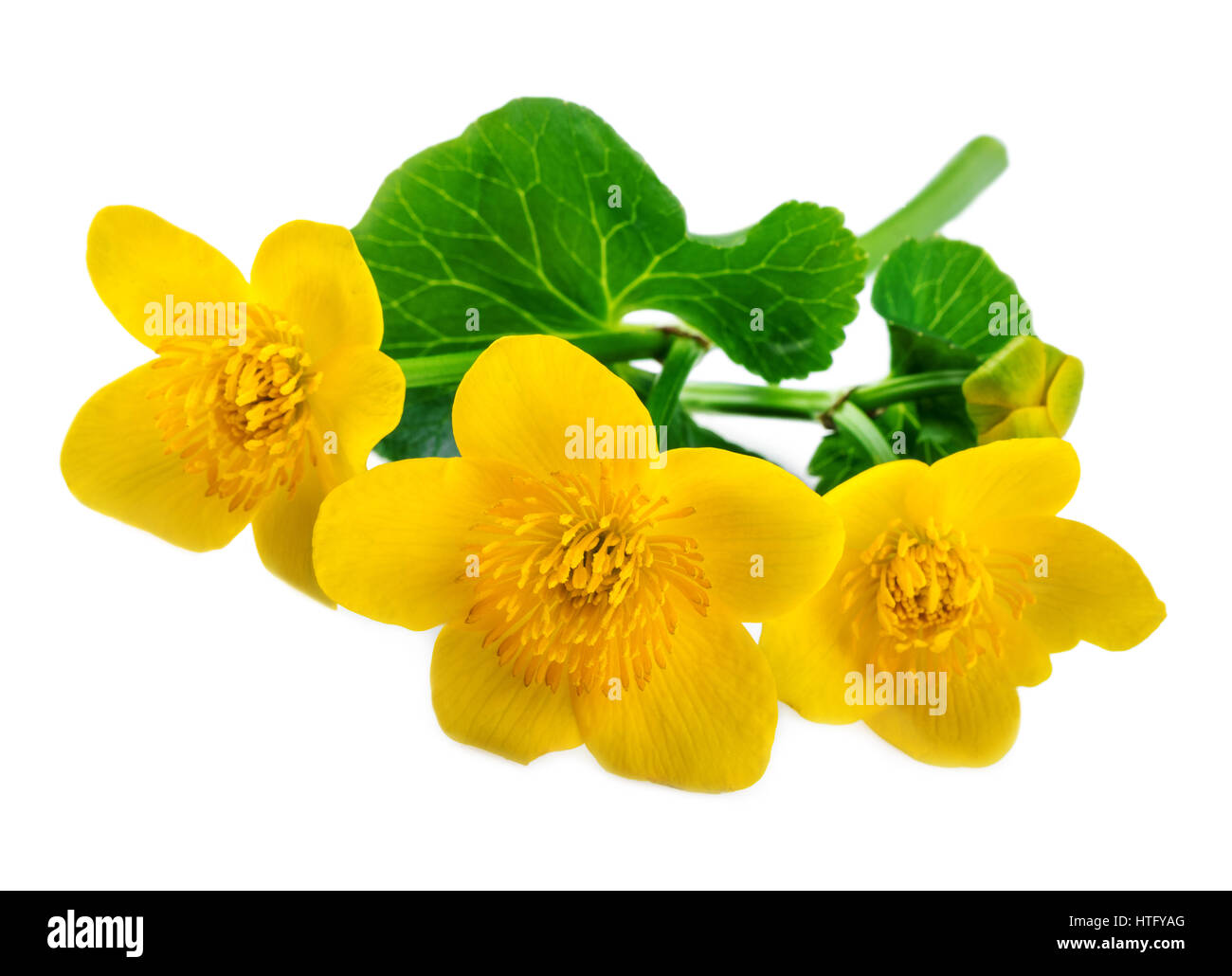 Gelben Blüten der Marsh Marigold isoliert auf weiss Stockfoto