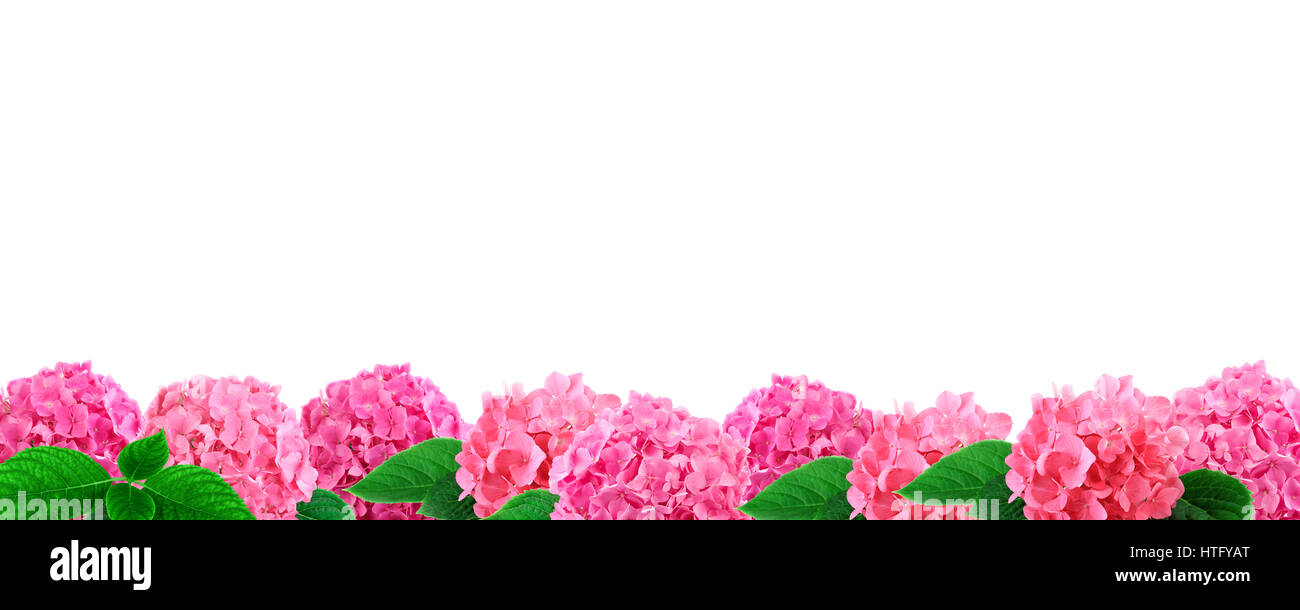 Grenze von rosa Hortensia Blumen isoliert auf weißem Hintergrund Stockfoto