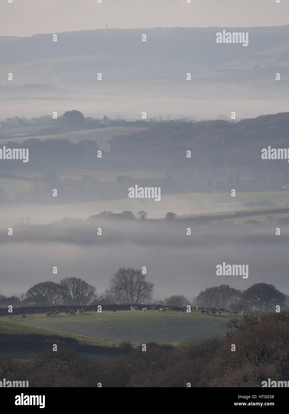 Hügelige Landschaft Felder Bäume und Kühe mit Schichten von Dunst und Nebel an nebligen nebligen Wintermorgen, Isle Of Wight Stockfoto