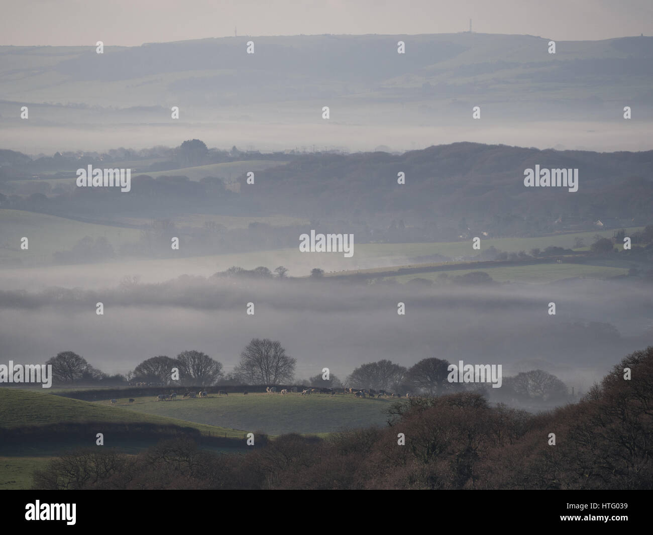 Hügelige Landschaft Felder Bäume und Kühe mit Schichten von Dunst und Nebel an einem nebligen neblig frostigen Wintermorgen, Isle Of Wight Stockfoto