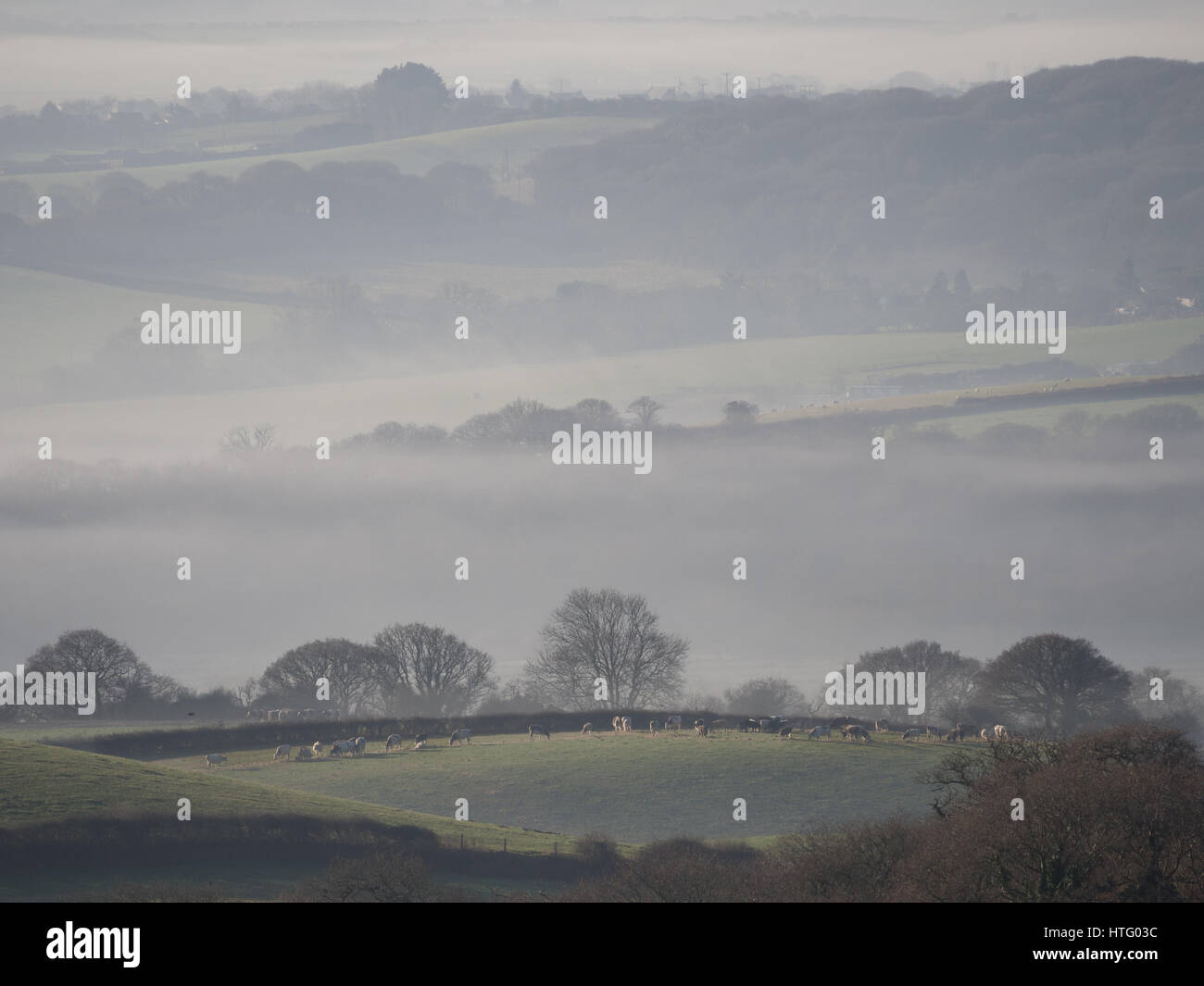 Hügelige Landschaft Felder Bäume und Kühe mit Schichten von Dunst und Nebel an einem nebligen neblig frostigen Wintermorgen, Isle Of Wight Stockfoto