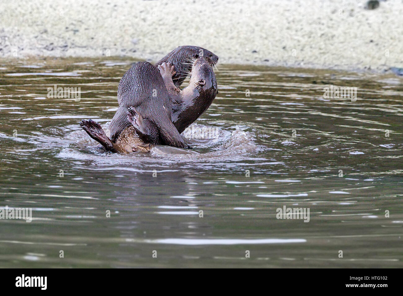 Glatt beschichtet Fischotter (Lutrogale Perspicillata) in Mangroven Lebensraum, Singapur Stockfoto